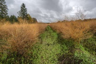 Asparagus herb in herb color, Eckental, Middle Franconia, Bavaria, Germany