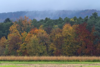 Mixed forest in autumn colors on a rainy day, Eckental, Middle Franconia, Bavaria, Germany