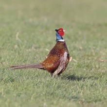 Pheasant, hunting pheasant (Phasianus colchicus), adult male bird in a meadow, wildlife, lembruch,