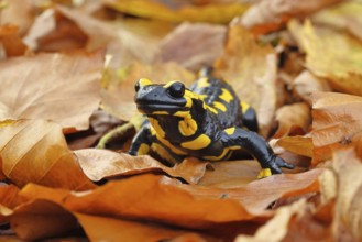 Fire salamander (Salamandra salamandra), in a beech forest on autumn leaves, autumn, Wilnsdorf,