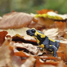 Fire salamander (Salamandra salamandra), in a beech forest on autumn leaves, autumn, animal