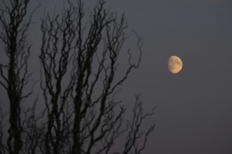 Reddish moon early evening, Darß, Mecklenburg-Western Pomerania, Germany