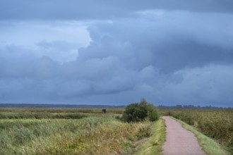 Hiking trail through the lagoon landscape, rain clouds (Nimbostratus), Ahrenshoop, Darß,