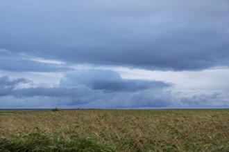 Reed, thatch (Phragmites australis) on the lagoon, dark rain clouds (Nimbostratus), Ahrenshoop,