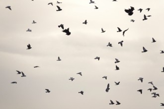 Swarm of pigeons in a city in the sky, autumn, Germany