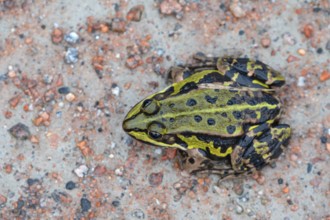 Edible Frog (Pelophylax esculentus) on a path, Darß, Mecklenburg-Western Pomerania, Germany