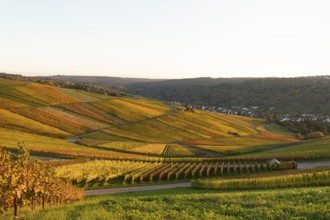 Golden evening sun shines over the colorful vines in the vineyards of Beutelsbach and Weinstadt