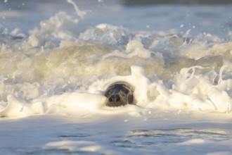 Grey seal (Halichoerus grypus) adult animal in the breaking waves of the sea, England, United