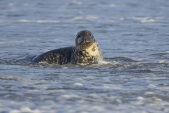 Grey seal (Halichoerus grypus) adult animal in the waves of the sea, England, United Kingdom