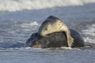 Grey seal (Halichoerus grypus) two adult animals in love courting in the waves of the sea, England,