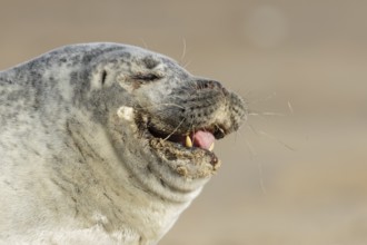 Common seal (Phoca vitulina) adult animal yawning on a beach, England, United Kingdom