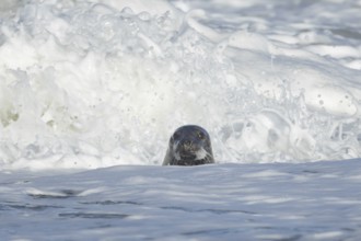 Grey seal (Halichoerus grypus) adult animal in the sea with a breaking wave in the background,