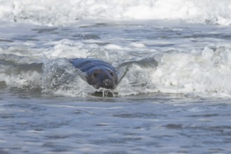 Grey seal (Halichoerus grypus) adult animal in the sea with a breaking wave going over its body,