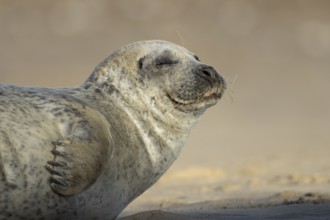 Common seal (Phoca vitulina) adult animal sleeping on a beach, England, United Kingdom