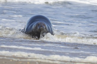 Grey seal (Halichoerus grypus) adult animal in the breaking waves of the sea, England, United