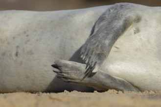 Common seal (Phoca vitulina) adult animal resting on a beach close up of its front flippers