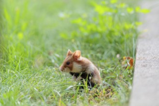 A European hamster (Cricetus cricetus) stands upright on green grass near a grave. Vienna, Austria