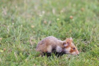 A European hamster (Cricetus cricetus) forages for food on green grass. Vienna, Austria