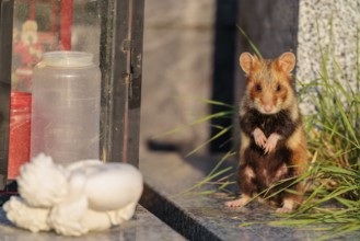 A European hamster (Cricetus cricetus) stands on a grave in the evening sun, searching for food.