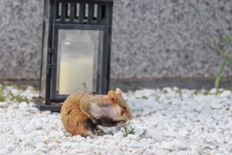 A European hamster (Cricetus cricetus) forages for food on a grave. Vienna, Austria