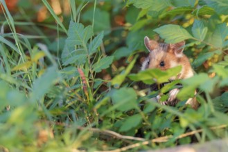 A European hamster (Cricetus cricetus) sits well hidden by leaves on a decorated grave in its