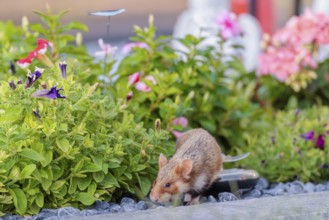 A European hamster (Cricetus cricetus) searches for food on a decorated grave and eats the petals