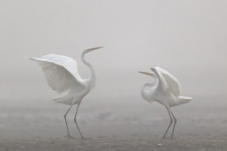 Great Egret, (Egretta alba), Warring Great Egret in the Mist, Lasitz, Saxony, Germany