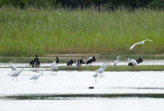 Black storks (Ciconia nigra) and great egret (Ardea alba) in the shallow water zone of a pond,