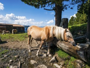 Free-grazing horses on an alpine pasture near the Acherkogel in the Stubai Alps in Hochoetz, Ötz,