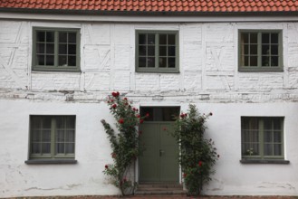 House façade in Wismar on the Baltic Sea in the old town, climbing roses in front of the front