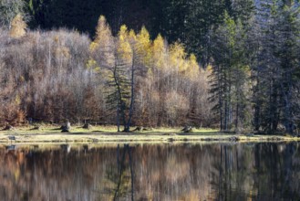 Late autumn, water reflection in moor pond, autumn, near Oberstdorf, Oberallgäu, Allgäu, Bavaria,
