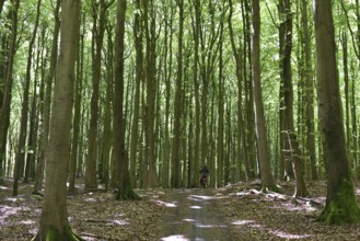 Female cyclist in the beech forest of Jasmund National Park on Rügen, Mecklenburg-Western