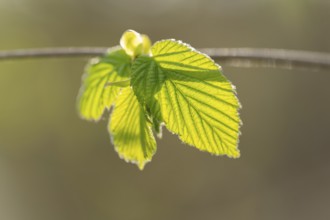 Common hazel (Corylus avellana), young leaves, fresh leaf shoots, Lower Saxony, Germany