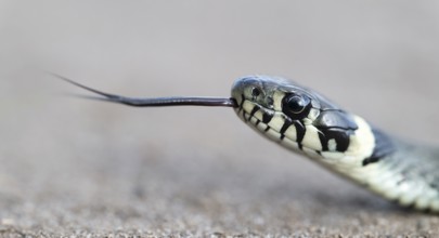 Grass snake (Natrix natrix), portrait, tonguing, forked tongue, Lower Saxony, Germany