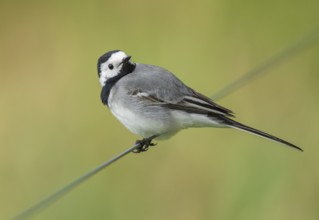 Wagtail (Motacilla alba) standing on a wire fence, Lower Saxony, Germany