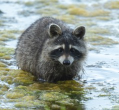 Raccoon (Procyon lotor), looking for food in the shallow water zone of a lake, Lower Saxony,
