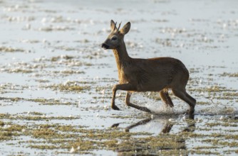 Deer (Capreolus capreolus), young roebuck running through the shallow water zone of a lake, Lower