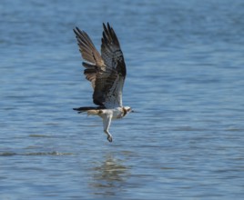 Osprey (Pandion haliaetus) flies over a blue water surface of a lake while hunting fish, Lower