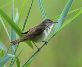Thrush warbler (Acrocephalus arundinaceus) on a reed, reed (Phragmites australis), Lower Saxony,
