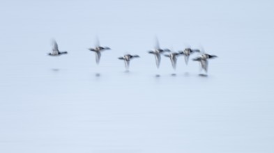 Heron duck (Aythya fuligula), heron flying over a lake, motion blur, long exposure, pull, mopping