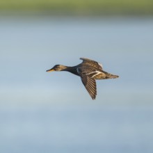 Schnatter duck (Mareca strepera), female flying across a lake, Lower Saxony, Germany