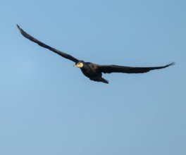 Cormorant (Phalacrocorax carbo) in flight, blue sky, Lower Saxony, Germany