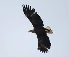 White-tailed eagle (Haliaeetus albicilla) in flight looking for food, Lower Saxony, Germany