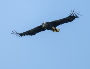 White-tailed eagle (Haliaeetus albicilla) in flight looking for food, blue sky, Lower Saxony,