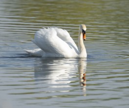 Silted swan (Cygnus olor) swims in impressive position on a lake, Lower Saxony, Germany