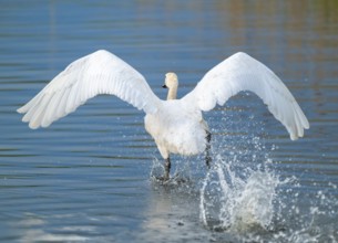 Humped swan (Cygnus olor) takes off from a lake, blue water, Lower Saxony, Germany