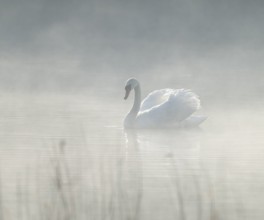 Silted swan (Cygnus olor) swims in impressive position on a lake, fog, Lower Saxony, Germany