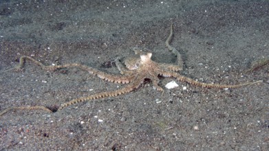 A marbled octopus (Amphioctopus aegina) spreads on sandy seabed. Puri Jati Dive Site, Umeanyar,