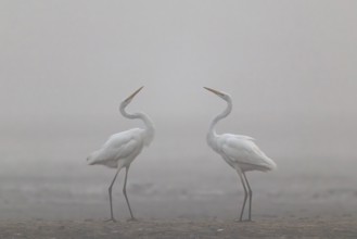 Great Egret, (Egretta alba) Warring Great Egret in the Mist, Lusatia, Saxony, Germany