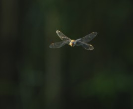 Blue-green mosaic maiden (Aeshna cyanea) flying, Lower Saxony, Germany